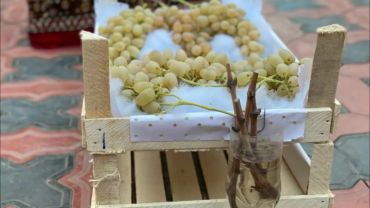 Хранение винограда на зиму. Хранение винограда. виноград фергана. хранение столового винограда. виноград в узбекистане.