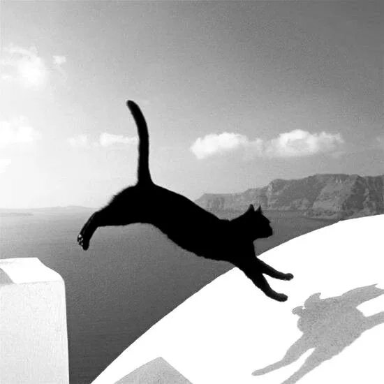 Кошка в прыжке. Кошка спрыгивает. Черный кот в прыжке. Черный кот прыгает.