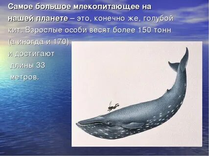 Кит это животное или нет