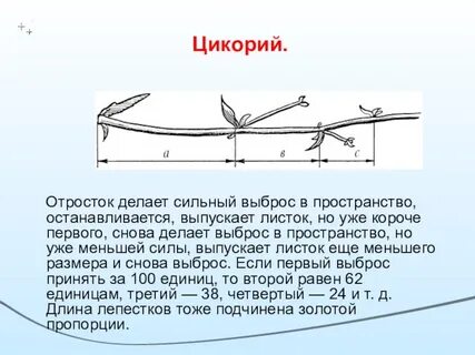 Короткая первая
