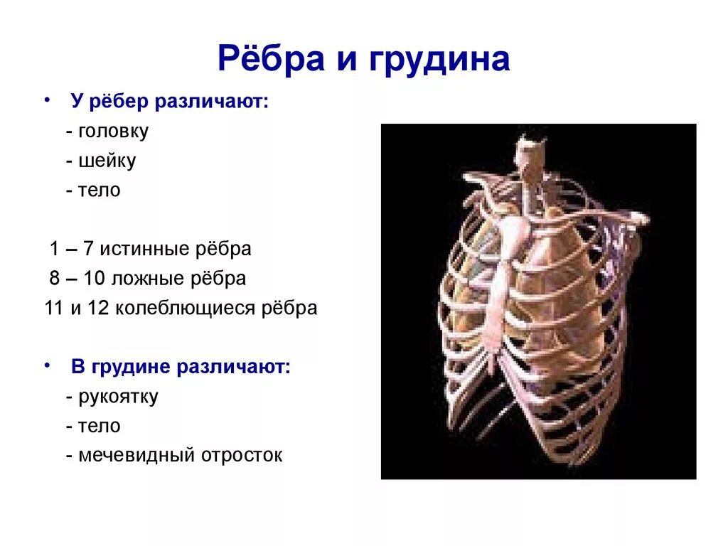 Сколько в ребре воды. Строение грудины и ребер. Грудная клетка ребра. Грудная клетка ребра строение. Строение грудины и релери.