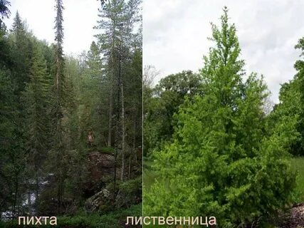 Сосна пихта ольха лиственница