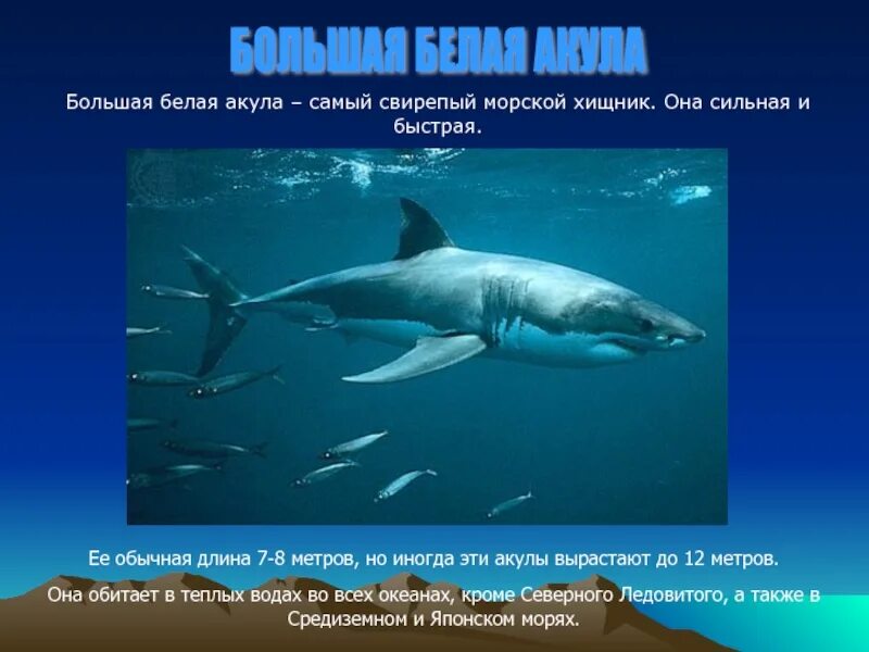 Сообщение о акуле. Доклад про акулу. Проект акулы 4 класс. Мегалодон презентация. Белая акула презентация.