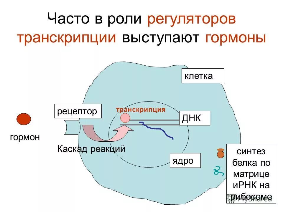 Роль транскрипции