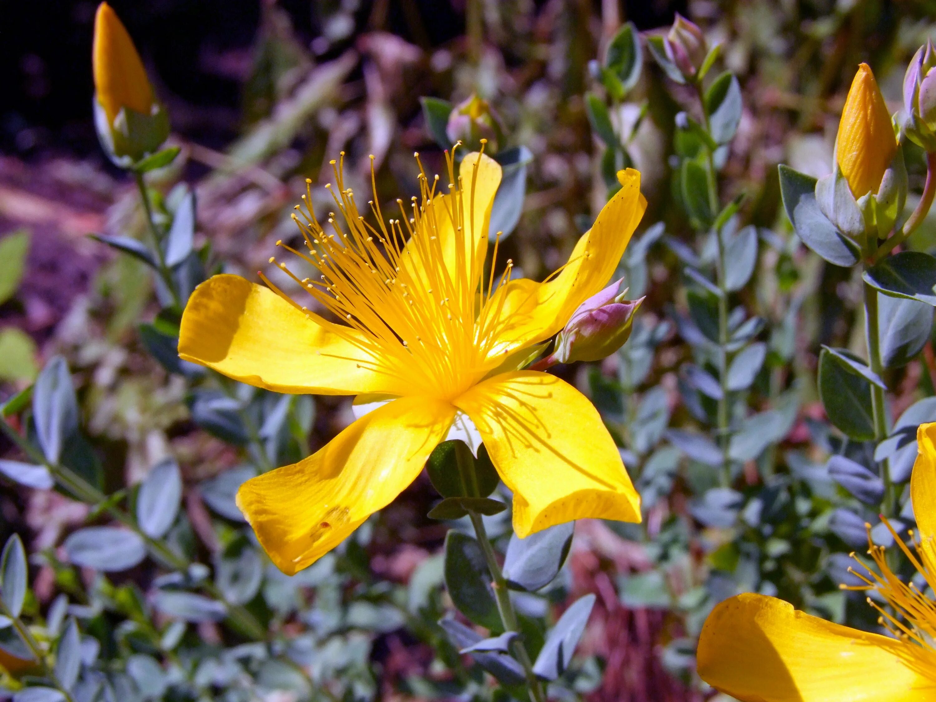 Зверобой чашечковый. Зверобой Hypericum calycinum. Зверобой Олимпийский. Зверобой четырёхкрылый.