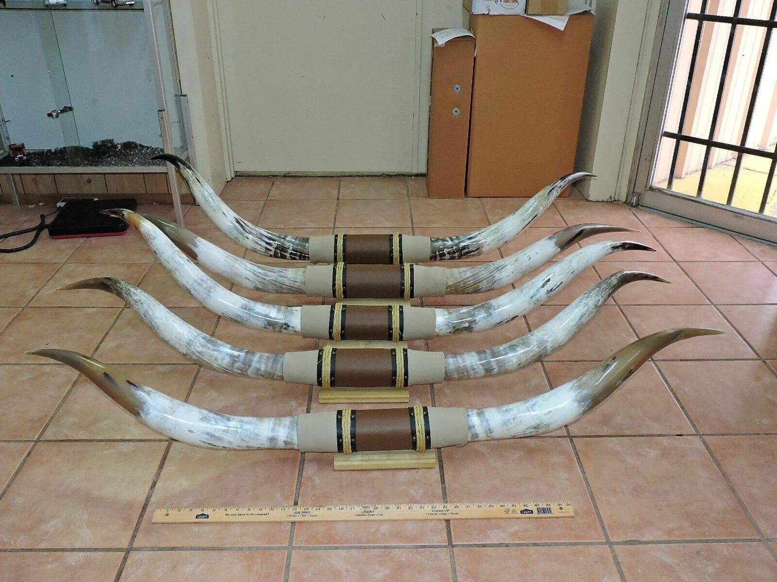 Рога лонгхорна купить. Long Horn Steers 6 in 2 poses. Bound Horns 5.