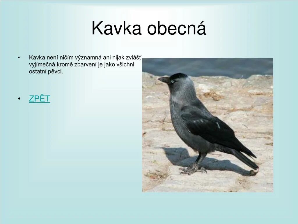 Ответь мне галка. Галка. галка птица. галка и галчата. галка птица описание.