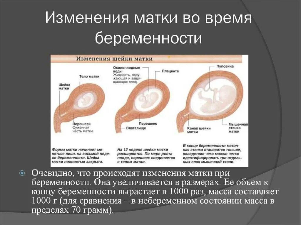 Можно нащупать беременность