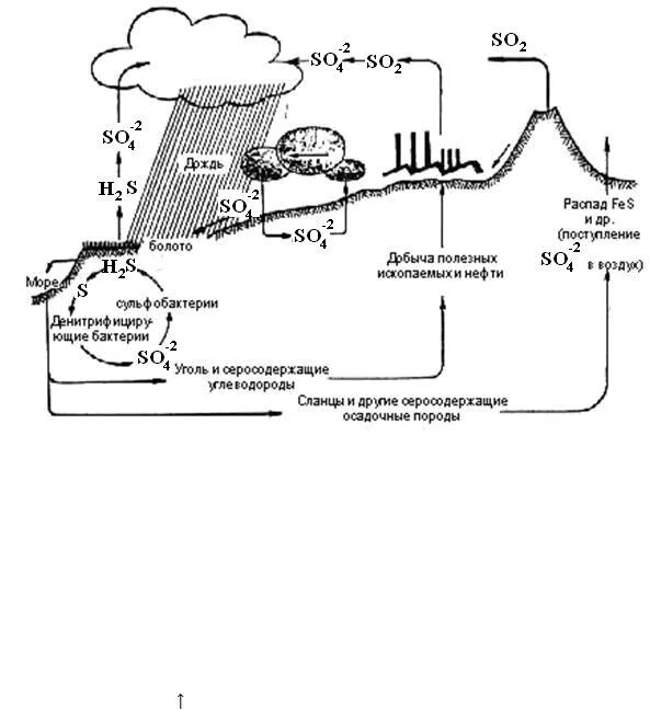 Круговорот серы в природе схема. Круговорот серы в биосфере схема. Круговорот серы схема. Круговорот серы в биосфере схема 9 класс.