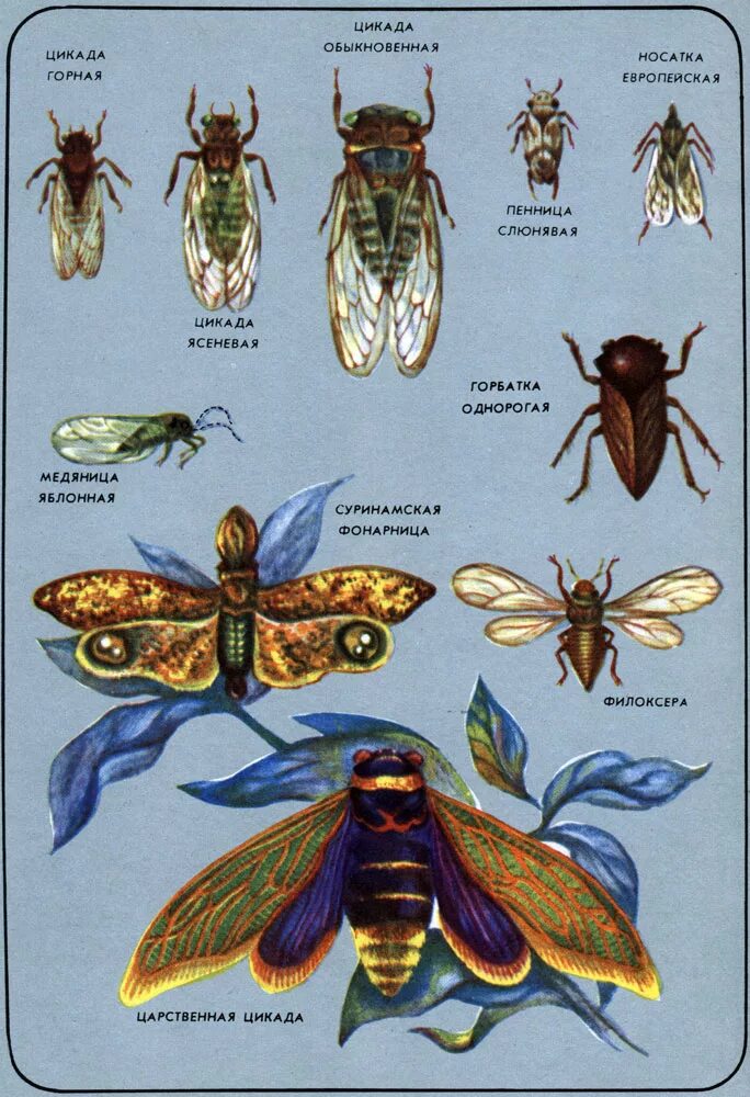 Какой тип развития характерен для цикады. Дмитриев соседи по планете насекомые. Цикада пенница полиморфизм. Цикада этапы развития.
