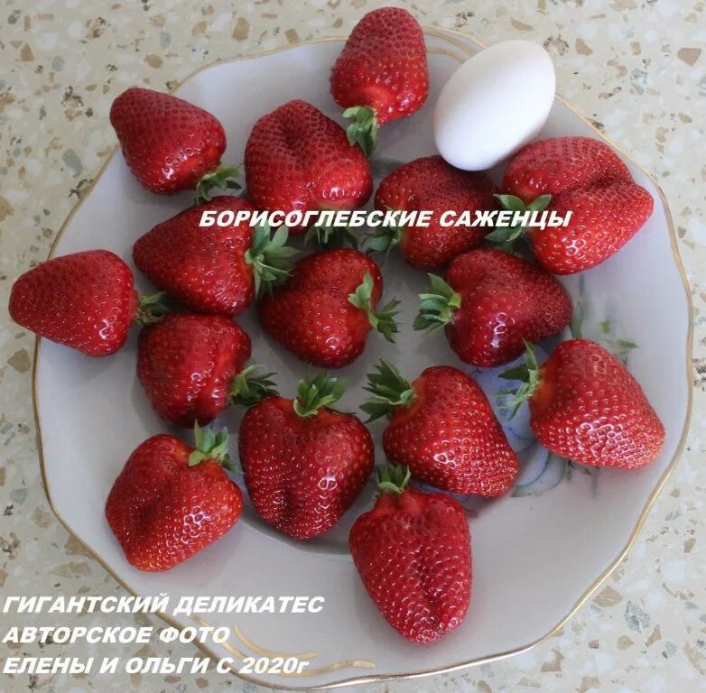 Сорта земляники. Клубника сорта гигантский деликатес. Клубника гигантский деликатес. Клубника сорт гигант. Садовый питомник стрижаковой елены воронежская область.