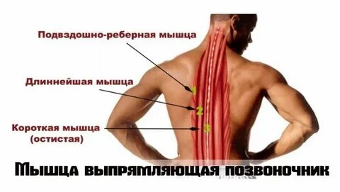 Напряжены мышцы позвоночника