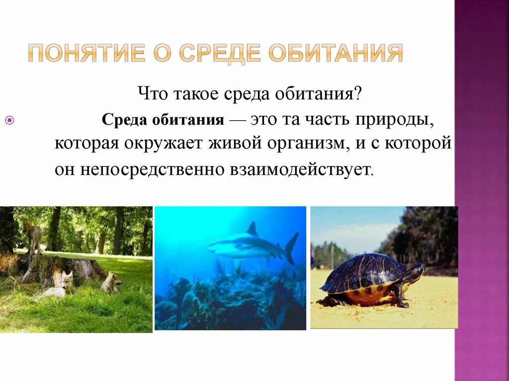 Какие есть среды обитания 5 класс. Понятие о среде обитания. Понятие среда жизни. Среды обитания организмов. Среды жизни биология.