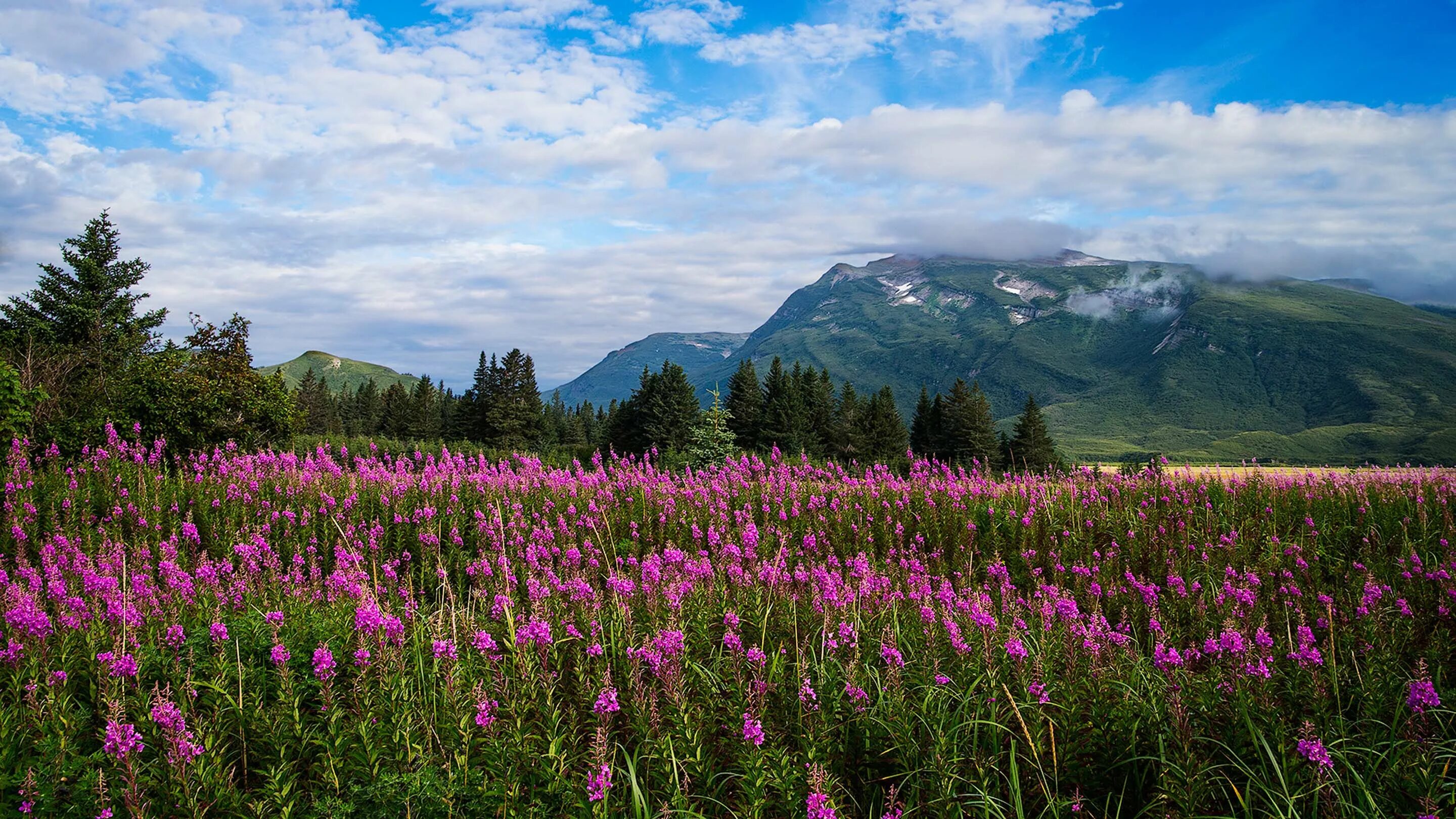 Цветок аляска. Аляска горы цветы. Багульник. Горы Аляски весной. Весенний луг.