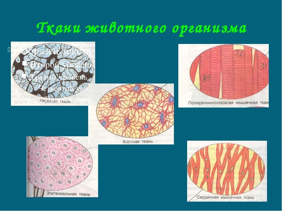 Ткани живы 5 класс биология. Ткани животных. Животные ткани. Строение тканей животных. Рисунок группы клеток