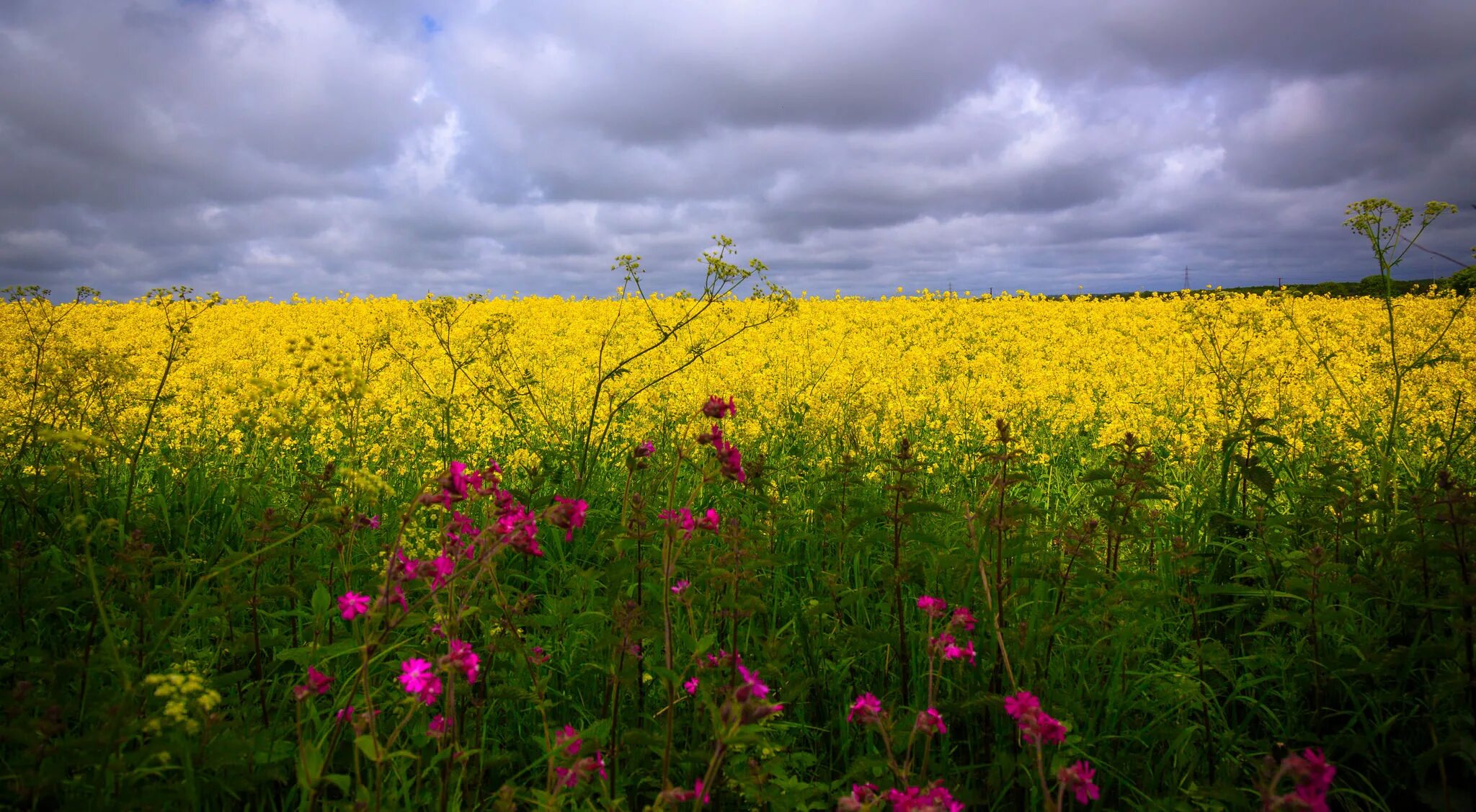 Художник жданов сенокос. Майков поле зыблется цветами. Маяковский поле зыблется цветами. Параллелизм поле зыблется цветами. Поле зыблется цветами тема.