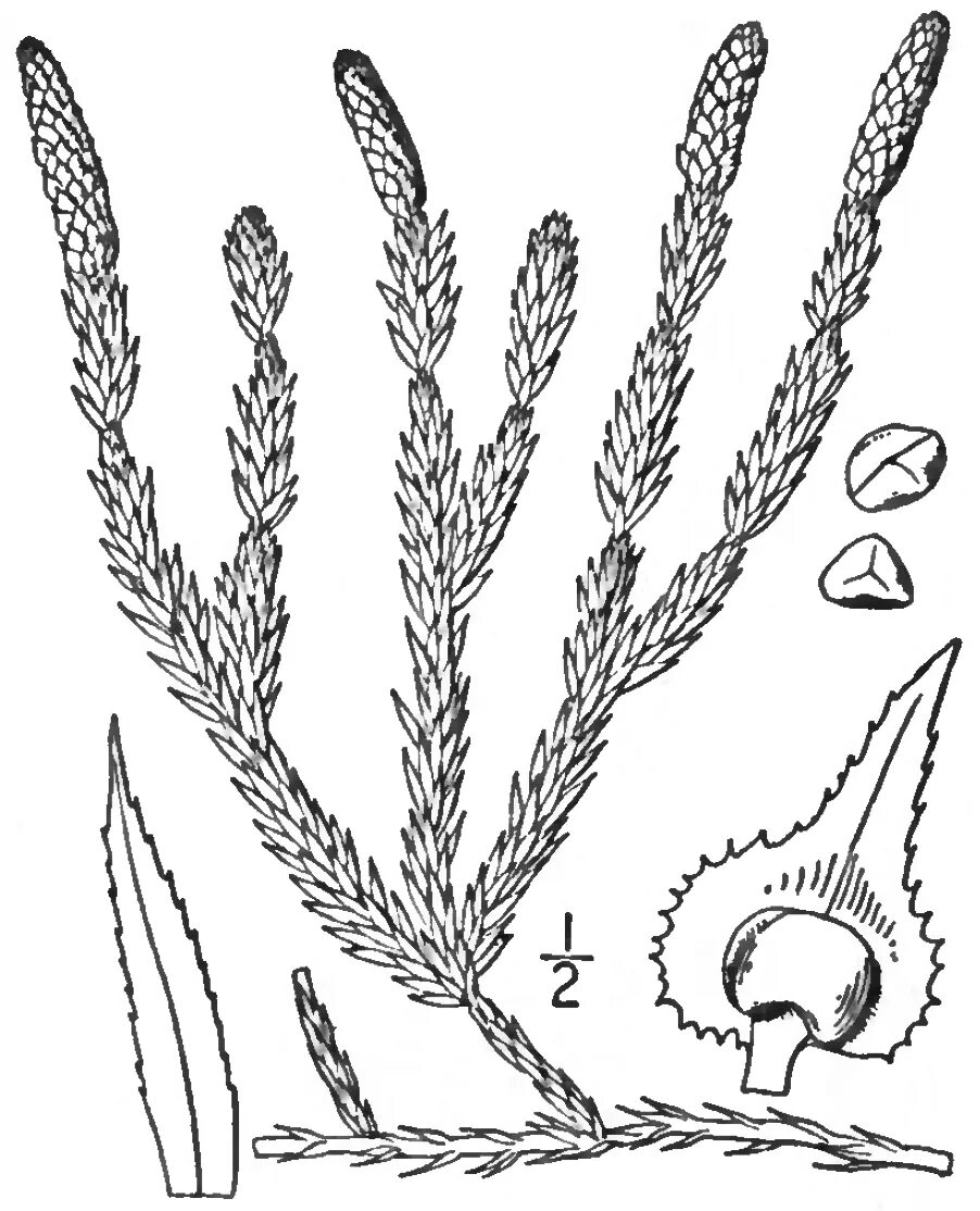 Плаун годичный (Lycopodium annotinum). Плаун Баранец строение. Плаун булавовидный. : Кладофора, плаун булавовидный, орляк обыкновенный. Белена черная ламинария плаун булавовидный