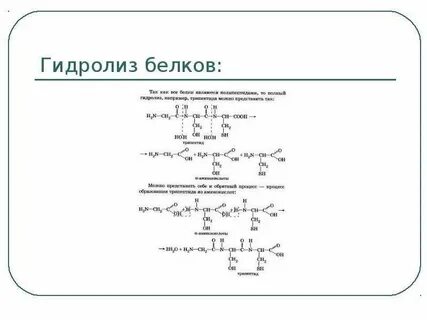 Гидролизе белков происходит