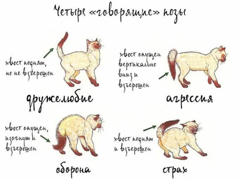 Язык тела кошек. Поведение кота. Кот с хвостом. Язык котов по позам.