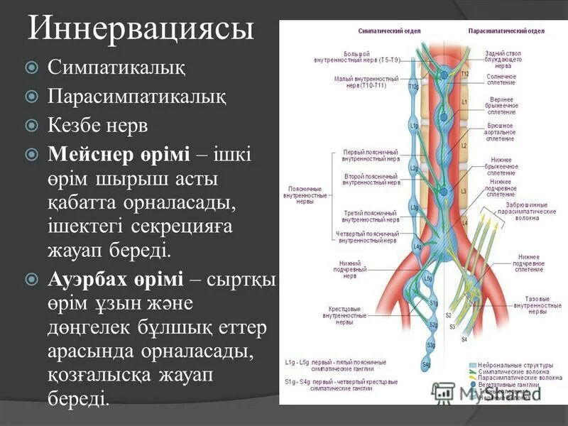 Освобождение нерва латынь. Большой внутренностный нерв. Большой и малый внутренностные нервы. Большой внутриностностные нервы. Внутренностные нервы анатомия.