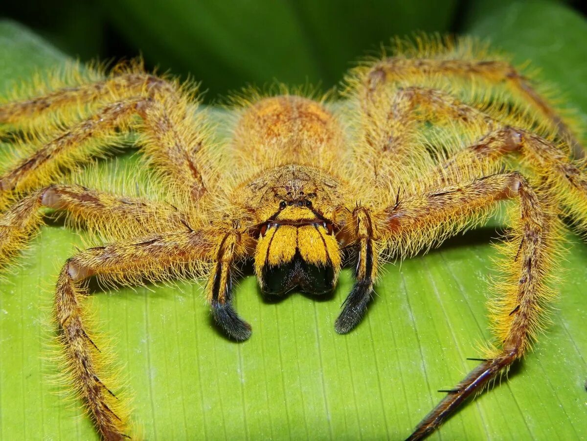 Heteropoda maxima паук. Цербал Аравийский паук. Паук птицеед Голиаф. Австралийский паук птицеед. Про огромных пауков