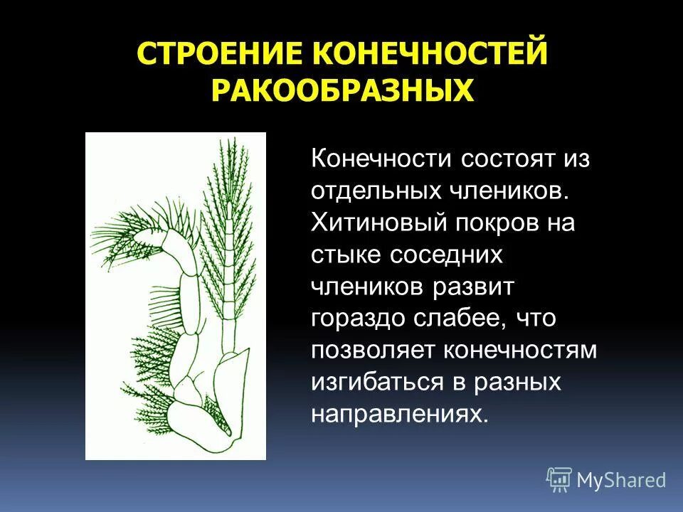 Скелет задних конечностей птицптицы. Кости пояса задних конечностей у птиц. Строение конечностей птиц. Чем покрыты ноги птицы. Внешнее строение конечностей птиц.