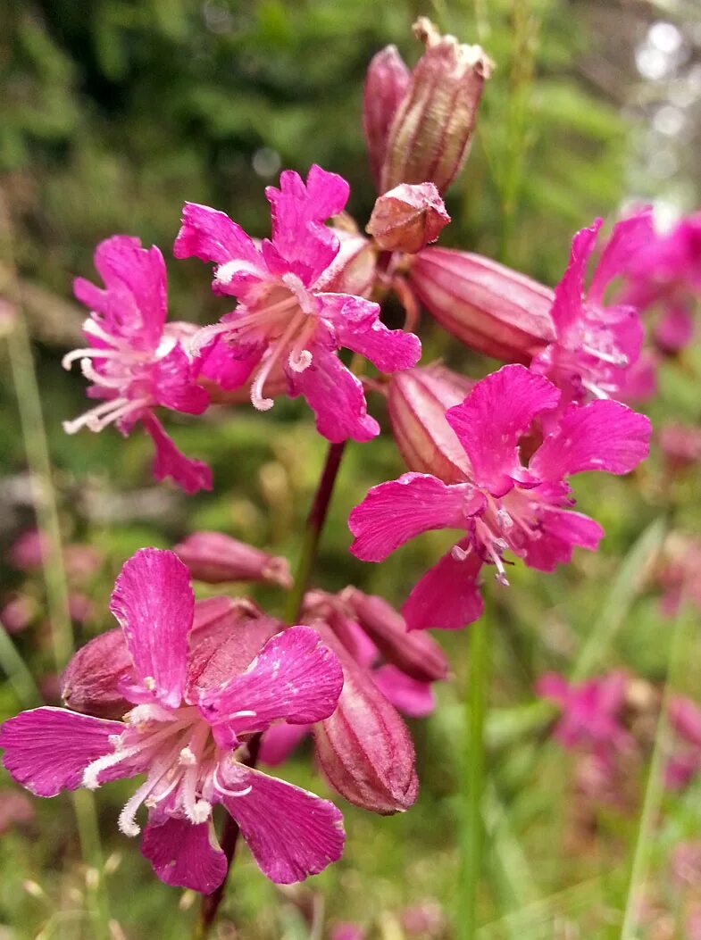 Клейкая цветок. Смолевка смолка. Смолка клейкая. Клейкая цветок. Смолка обыкновенная луговая.