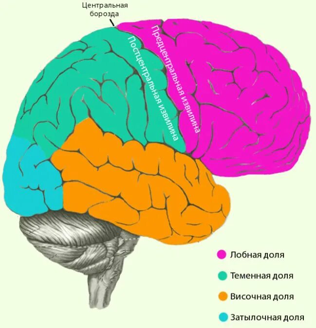 Доли коры головного мозга. Функции отделов головного мозга лобная теменная. Теменная затылочная височная доли мозга. Доли мозга расположение