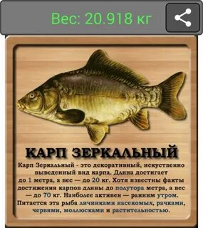Карп информация