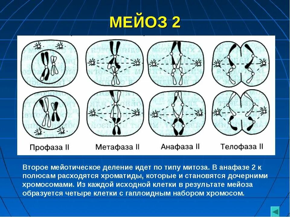 Мейоз 1 фазы и набор хромосом. Мейоз 2 фазы набор хромосом. Мейоз этапы деления. Мейоз 1 фазы и набор хромосом. Схема мейоза 2n 2.