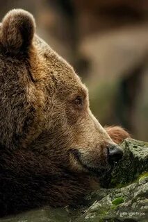 Bear better