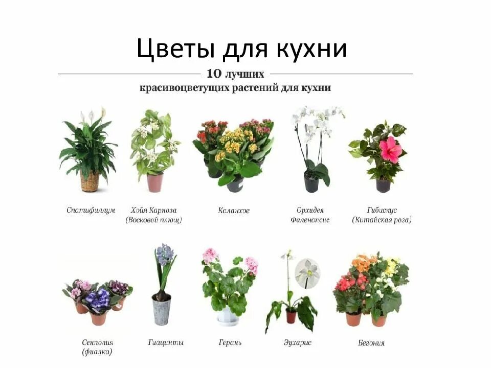 Каталог цен цветов комнатных. Комнатные цветы с названиями. Комнатные растения названия. Комнатные цветы каталог. Название домашних растений.