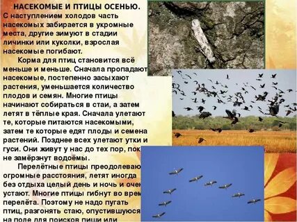 Жизнь пернатых начала замирать