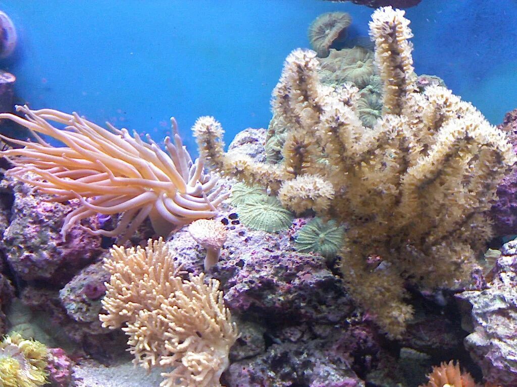 Coral обзор. Коралловые полипы. Кораллы полипы. Герматипные кораллы. Коралловые полипы кораллы.