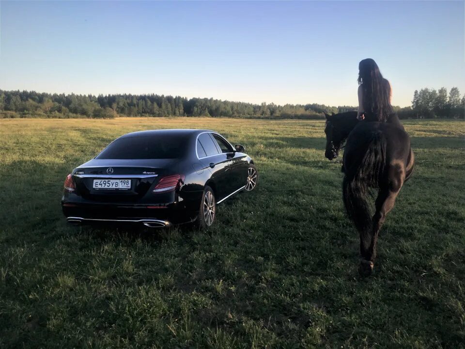 Что означает мерин. Мерин. черный мерин. из чёрного мерина. верен мерин.