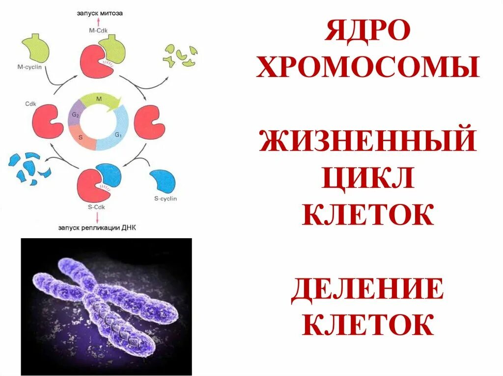 Хромосомы живых клеток. Жизненный цикл клетки. Хромосомы в ядре. Клеточный цикл хромосомы. Жизненный цикл клетки хромосомы.