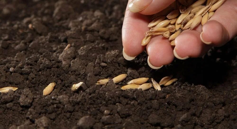 Семена для посева. Подготовка грунта и посев семян. Семена растений для посадки. Семена в земле.