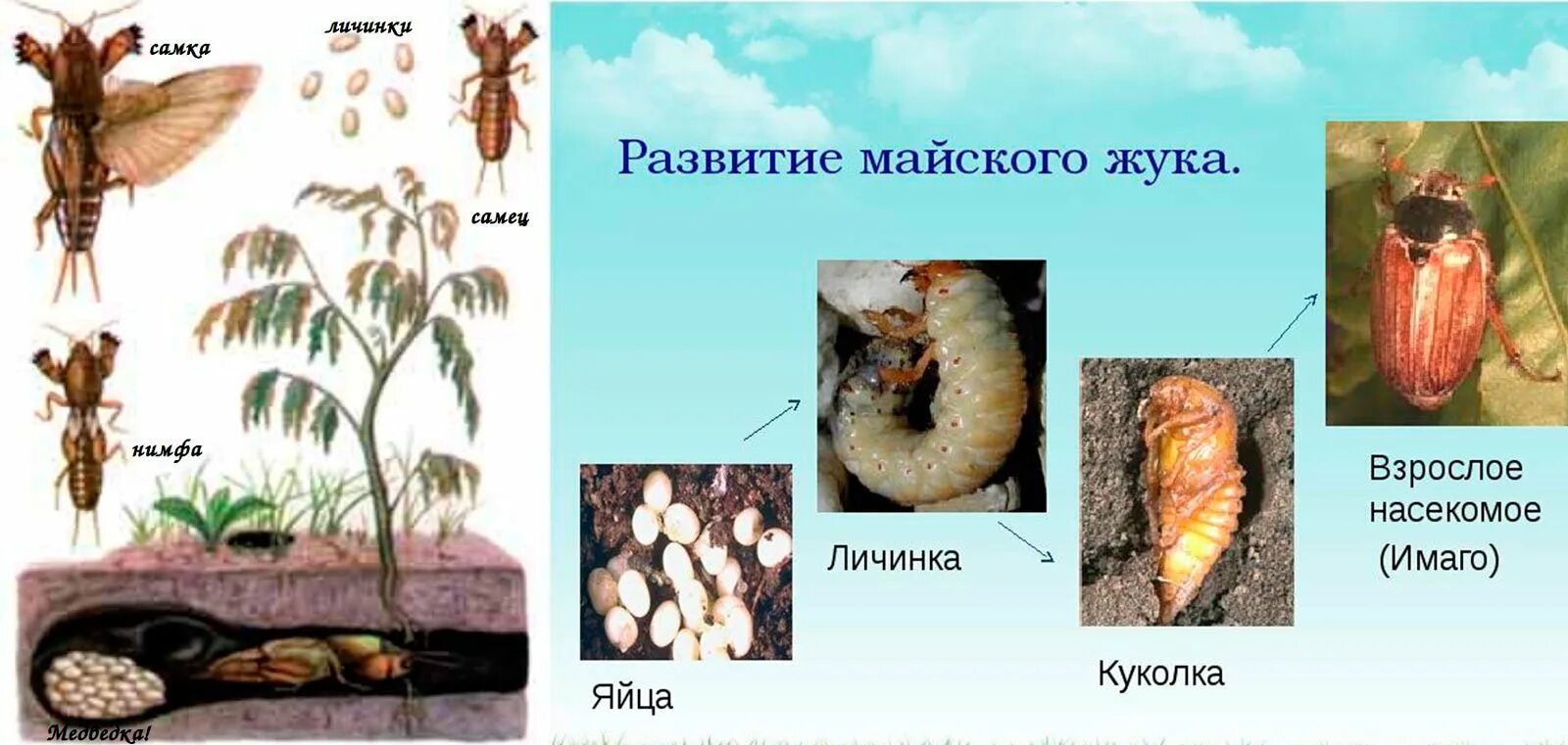 Какое развитие у жуков. Отличие личинки майского жука от медведки. Отличие личинки майского жука от личинки медведки. Личинка майского жука стадии. Цикл развития личинки медведки.