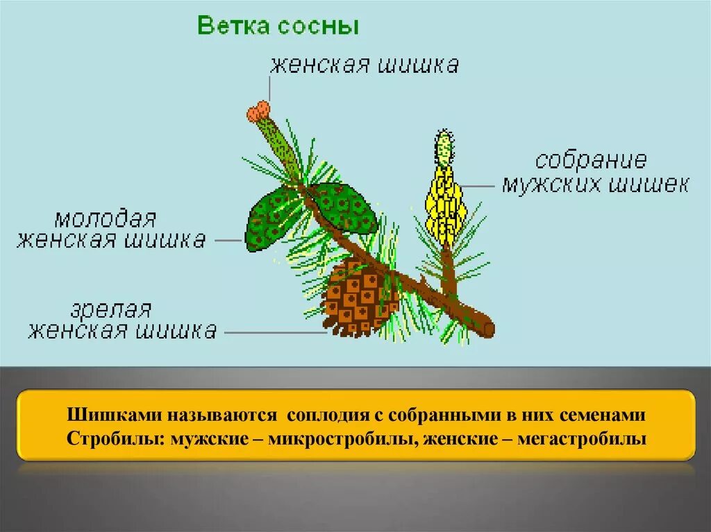Строение хвои и шишек голосеменных. Строение шишек голосеменных растений. строение побега и шишки сосны. строение хвои голосеменных растений. вегетативные органы голосеменных.