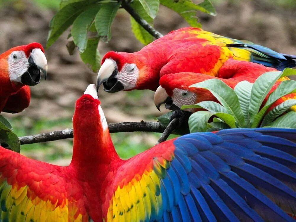 Ара кот. Попугай ара красный. красный ара макао. попугай макао. попугай macaw.