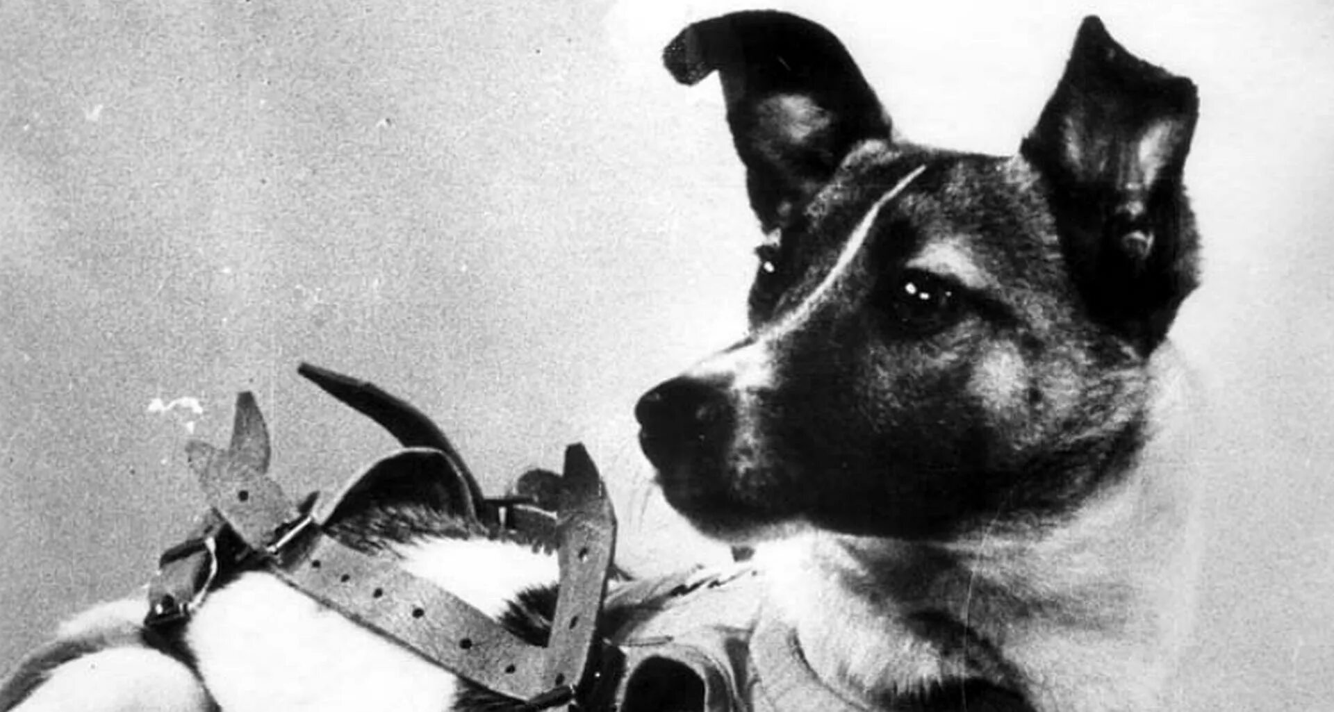 Самая первая собака полетевшая в космос. Первая собака в космосе лайка. Собака лайка на спутнике 2. Спутник-2 с собакой лайкой на борту. Второй искусственный Спутник земли с собакой лайкой.
