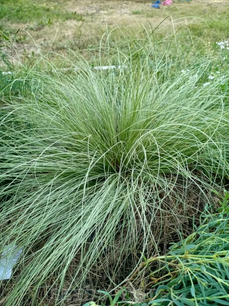 Осока амазон мист. Осока амазон. Осока власовидная амазон. Осока carex comans amazon mist. Осока волосовидная.