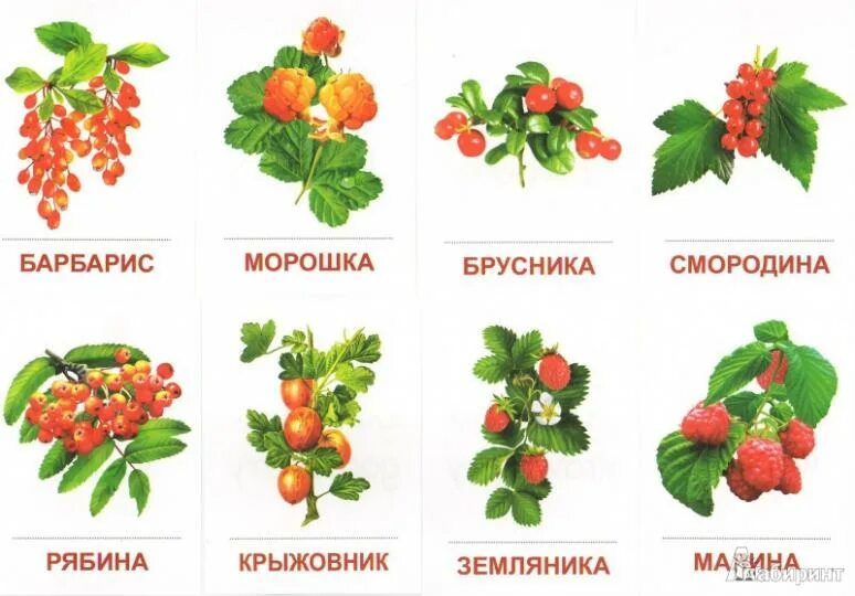 Ягоды для дошкольников. Садовые ягоды картинки для детей. Ягоды для детей. Ягоды для детей. Карточки ягоды для детей.