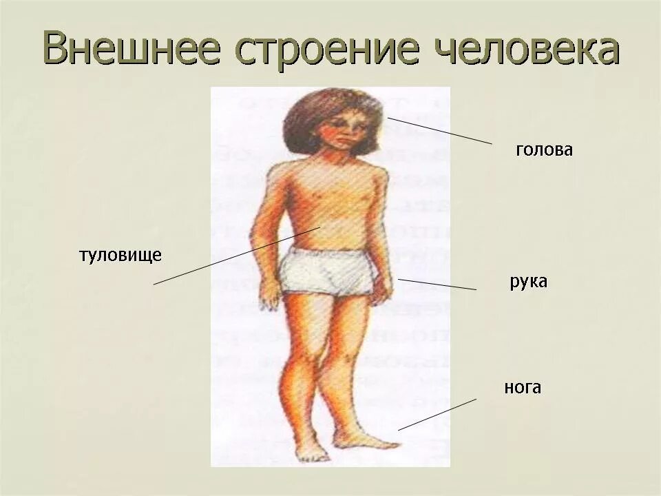 Строение тела человека. Анатомия человека внешнее строение. Строение ЧТЕЛО человек. Внешнее строение человека схема.