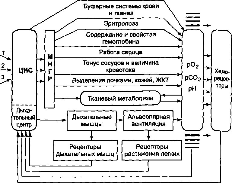 Лимфатическая система. Иммунная система - презентация, доклад, проект скачать