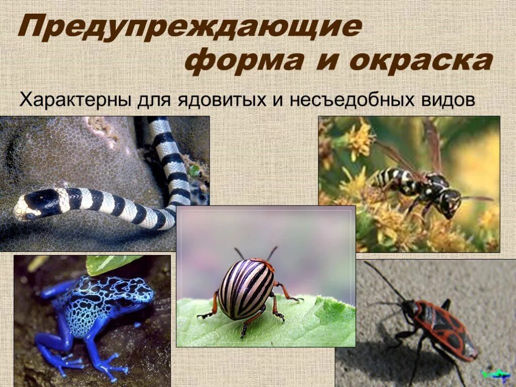 Предупреждающие окраски животных