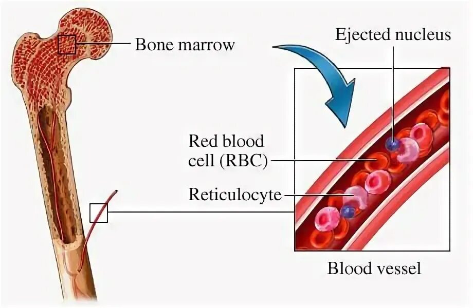 Красный костный мозг в кости. Bone marrow stem cells. Red bone marrow. Красный костный мозг в кости. Red bone marrow.