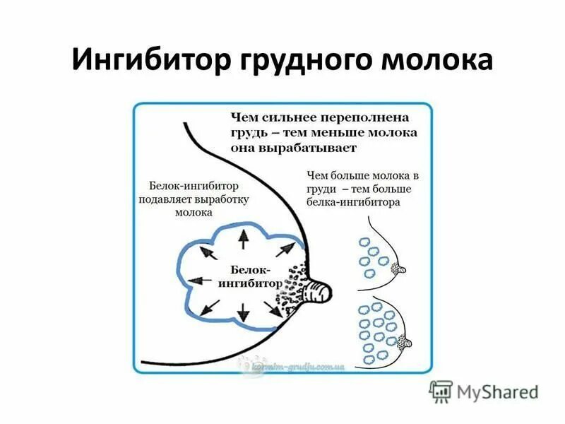 Ингибитор грудного молока. Схема образования грудного молока. Белок ингибитор лактации. Мастит лечение при грудном вскармливании в домашних