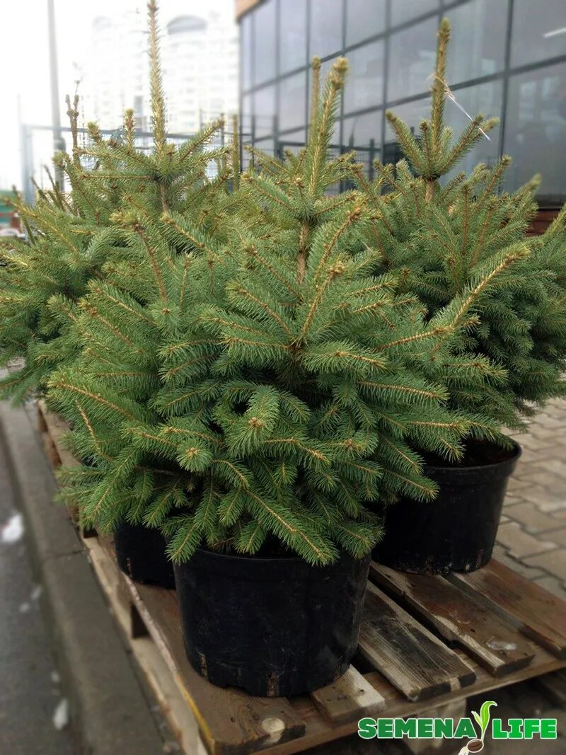 Ель кипарисовик коника. Черенки ель коника. Ель коника ростки. Ель коника саженец. Ель коника ростки.