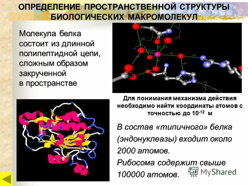 Структура биологии. Строение белковых макромолекул. Строение макромолекулы белков. Установление пространственной структуры белков. Определение пространственной структуры белка.